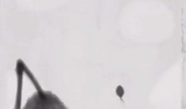 墨虾探蝌最新爆料,最新爆料背后的惊人真相